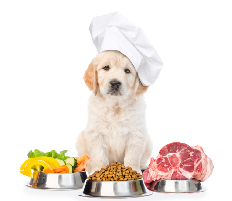 Un petit chien devant plusieurs gamelles remplies de nourriture