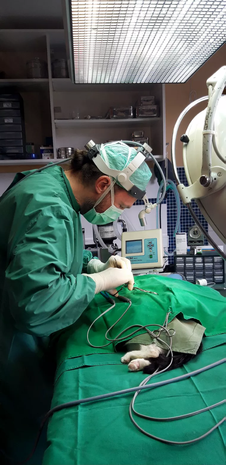 Le vétérinaire Renuart en train d'opérer un chat