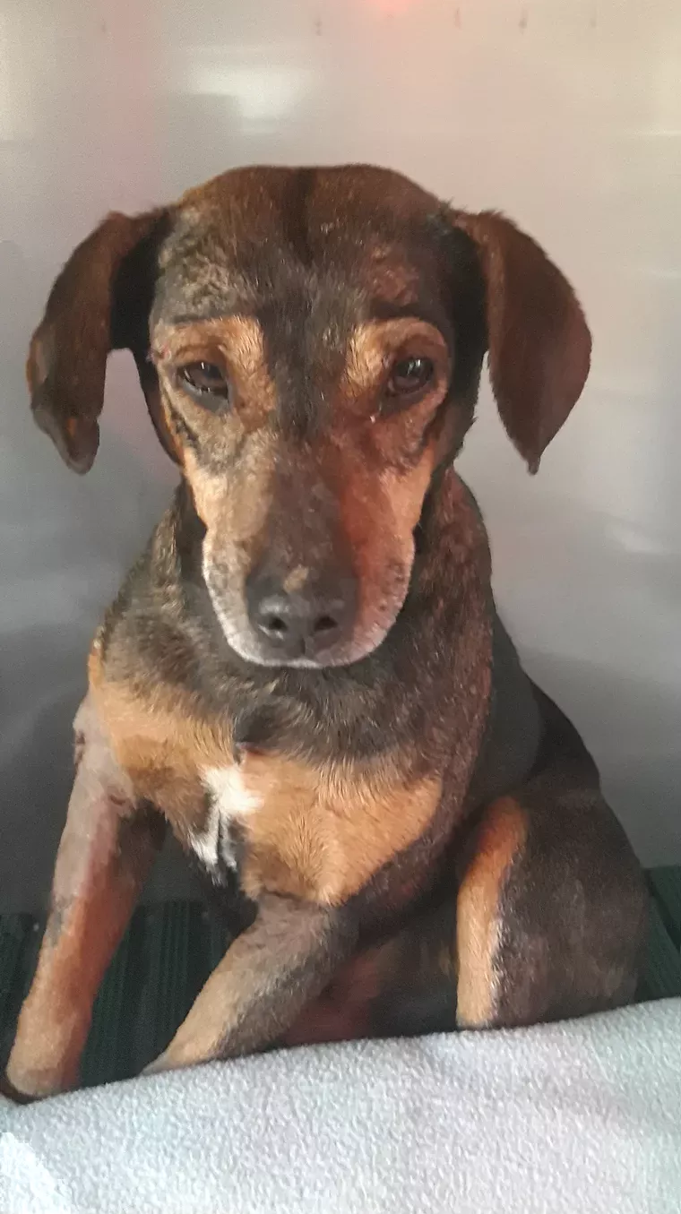 Un petit chien de couleur brune